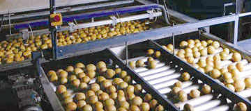 Mafex® Potato/Fruit