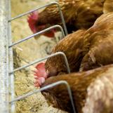 In stallen voor kippen, kalkoenen en ander pluimvee wordt het Rofa ULV-spuitapparaat gebruikt bijv. voor het vernevelen van etherische oliën